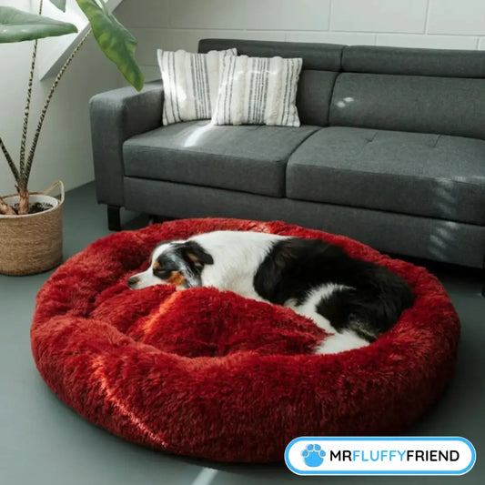 An Australian Shepherd sleeping in a large, fluffy red donut dog bed