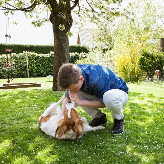best pet safe lawn fertilizer