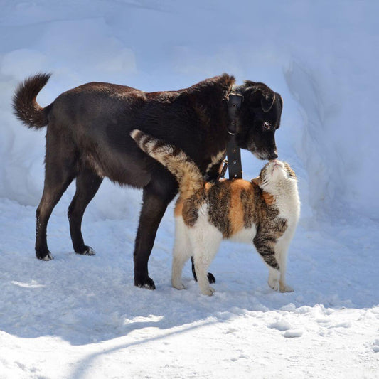 How to Keep Pets Warm During the Winter