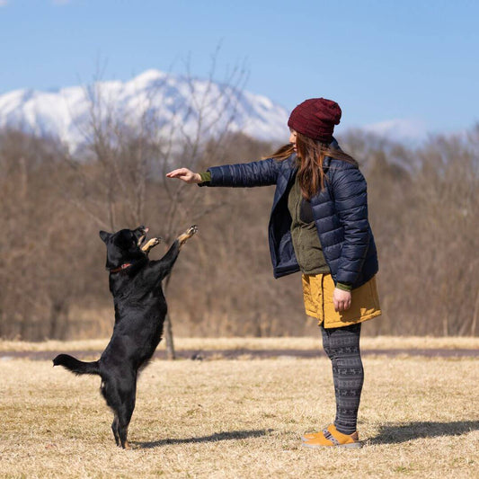 dog tricks
