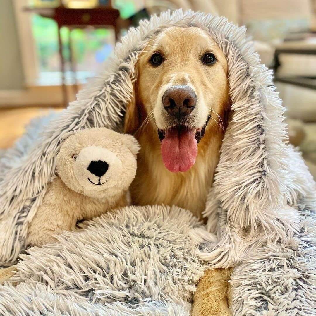 MrFluffyFriend - Dog Blanket