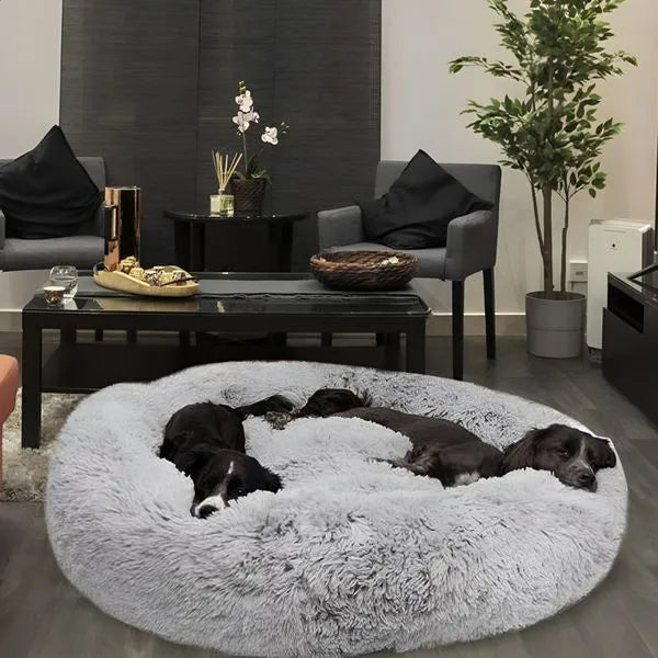 Do you want to give your dog a comfortable life?